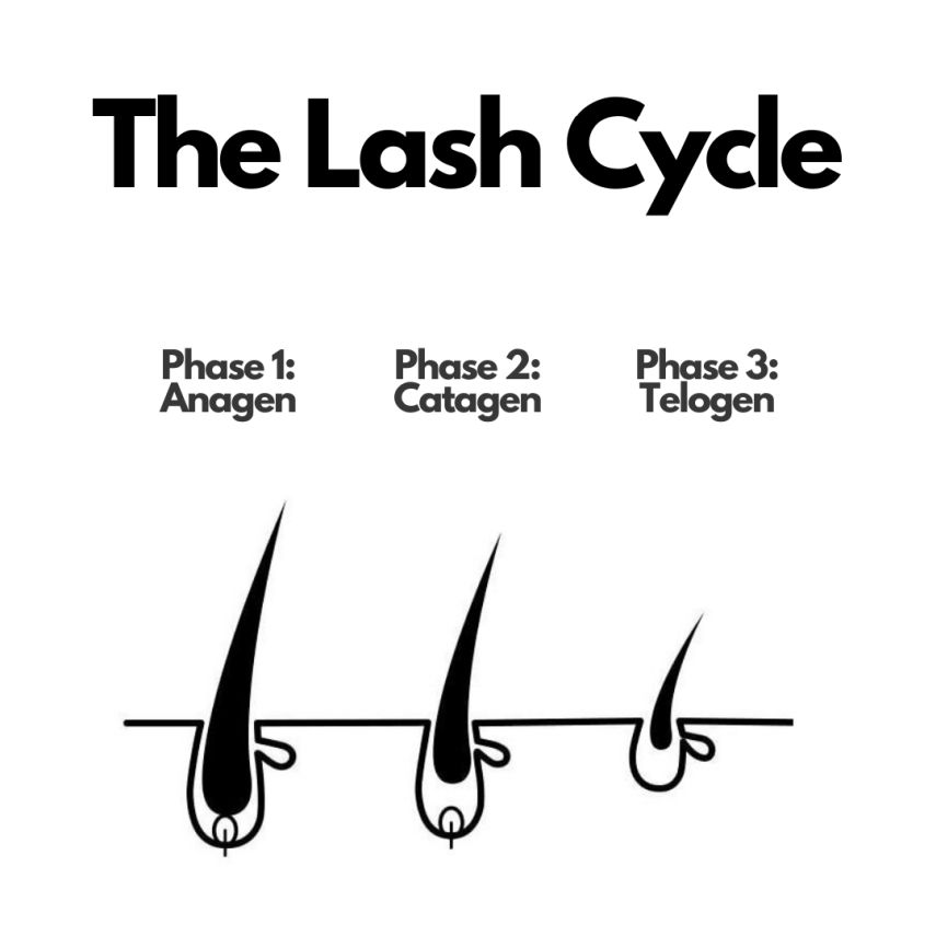 What is the natural growth cycle for lashes?